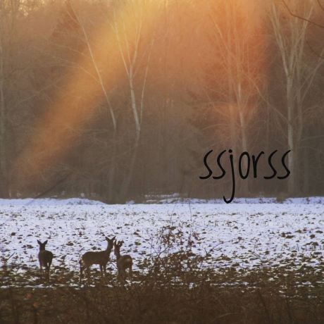 Reeën in de avondzon..