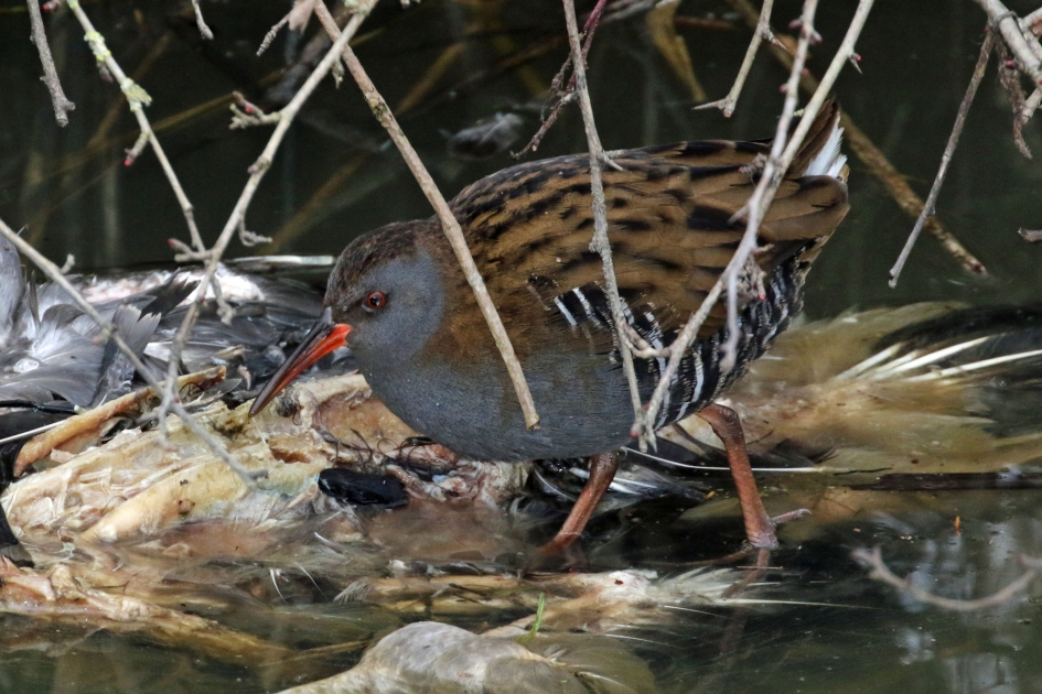 De één zijn dood, is... - Vogels - 