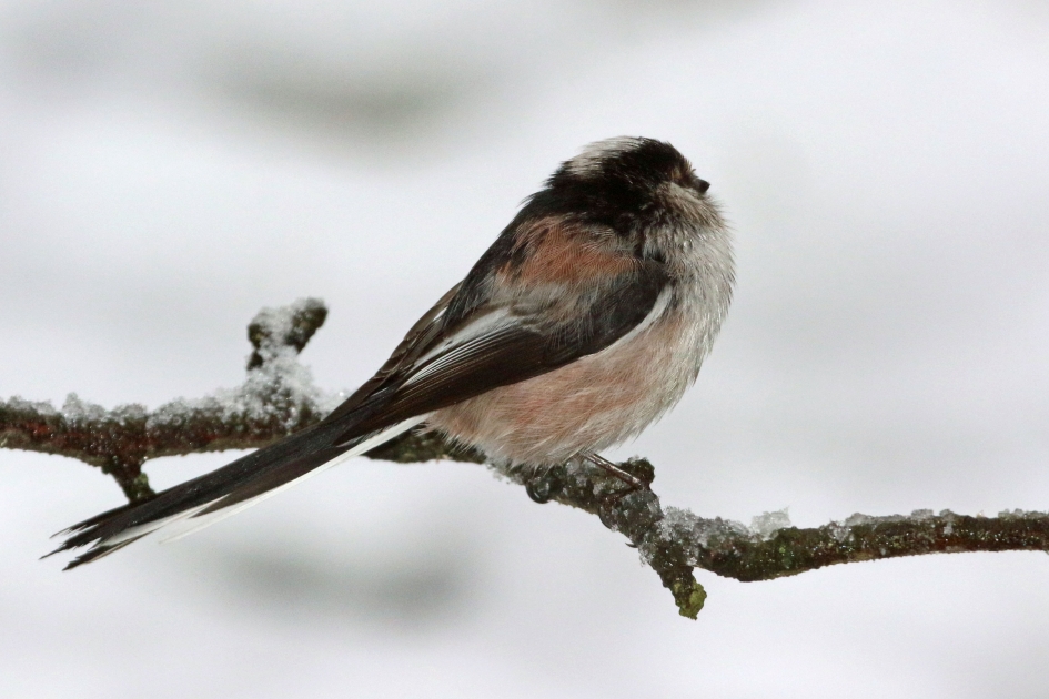 Nee, ik keer me niet om... - Vogels - 
