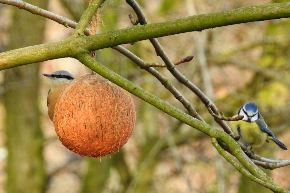 Netjes op je beurt wachten - Vogels - Boomklever/ Pimpelmees