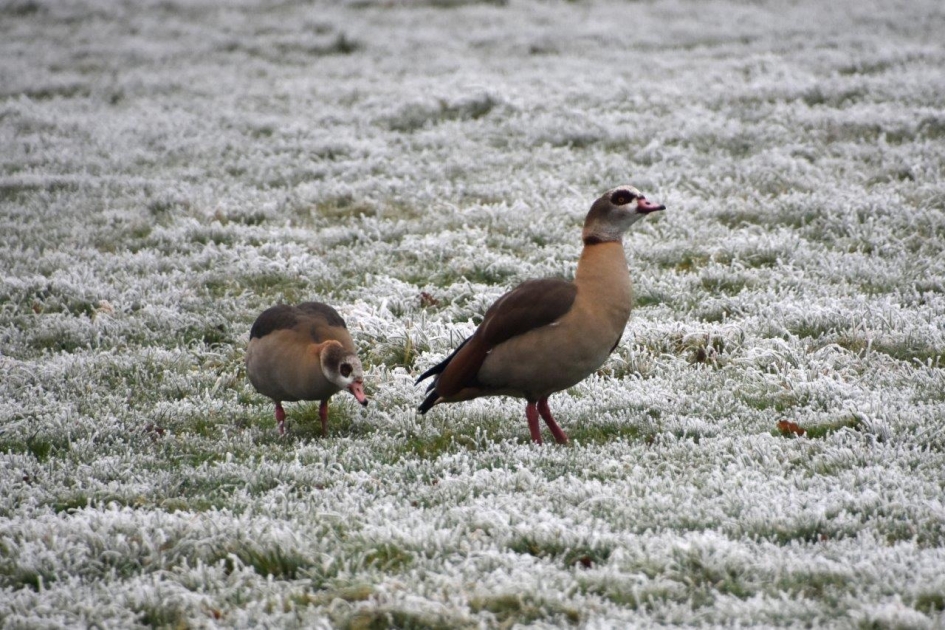 Nijlganzen... - Vogels - Nijlganzen