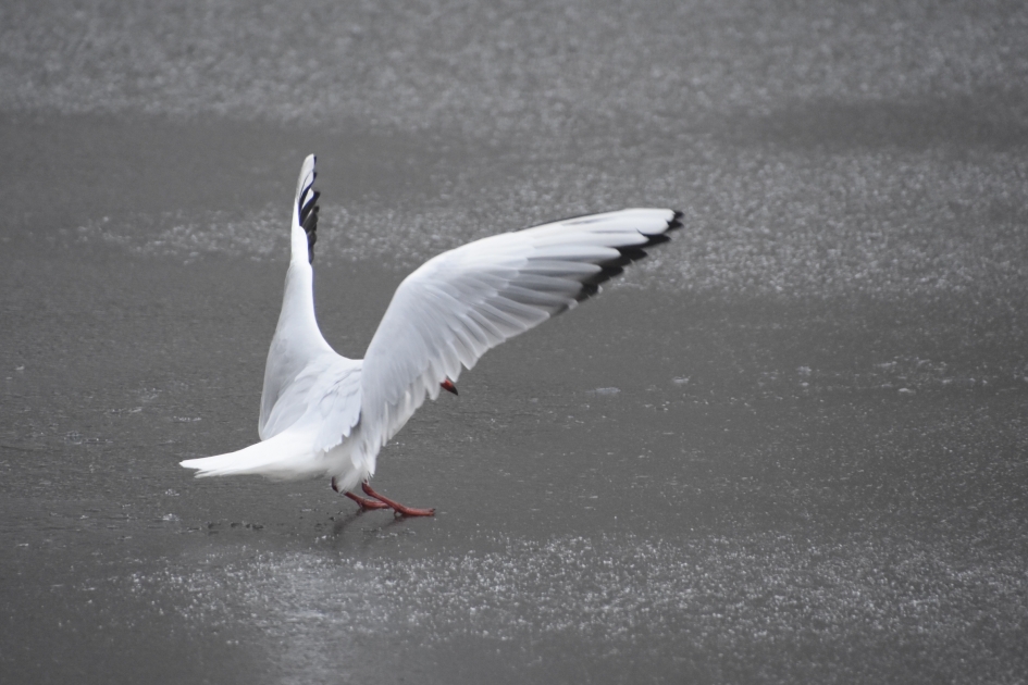 Oef, glad.... - Vogels - 