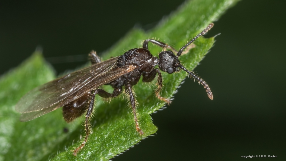 Onbekend - Geleedpotigen - 