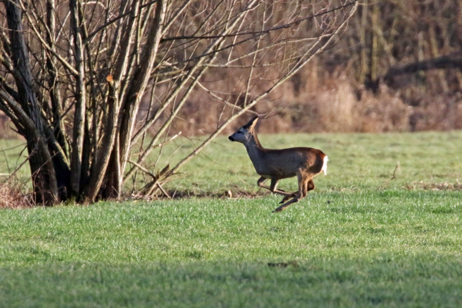 Onraad! - Zoogdieren - 