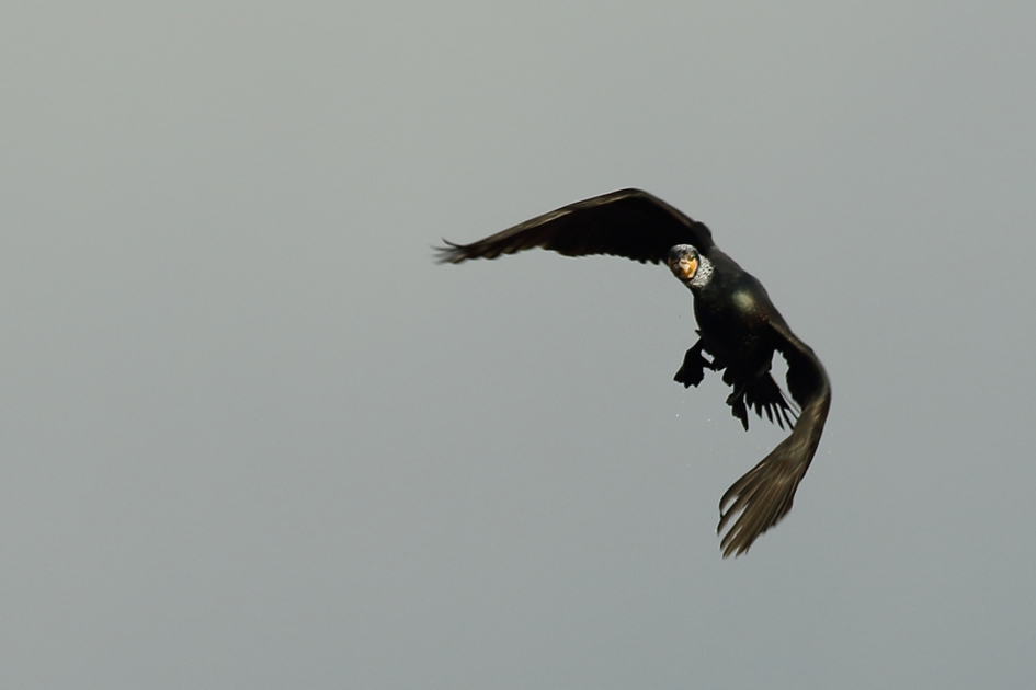 oogcontact - Vogels - 