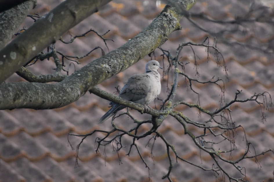 Oogjes open - Vogels - 