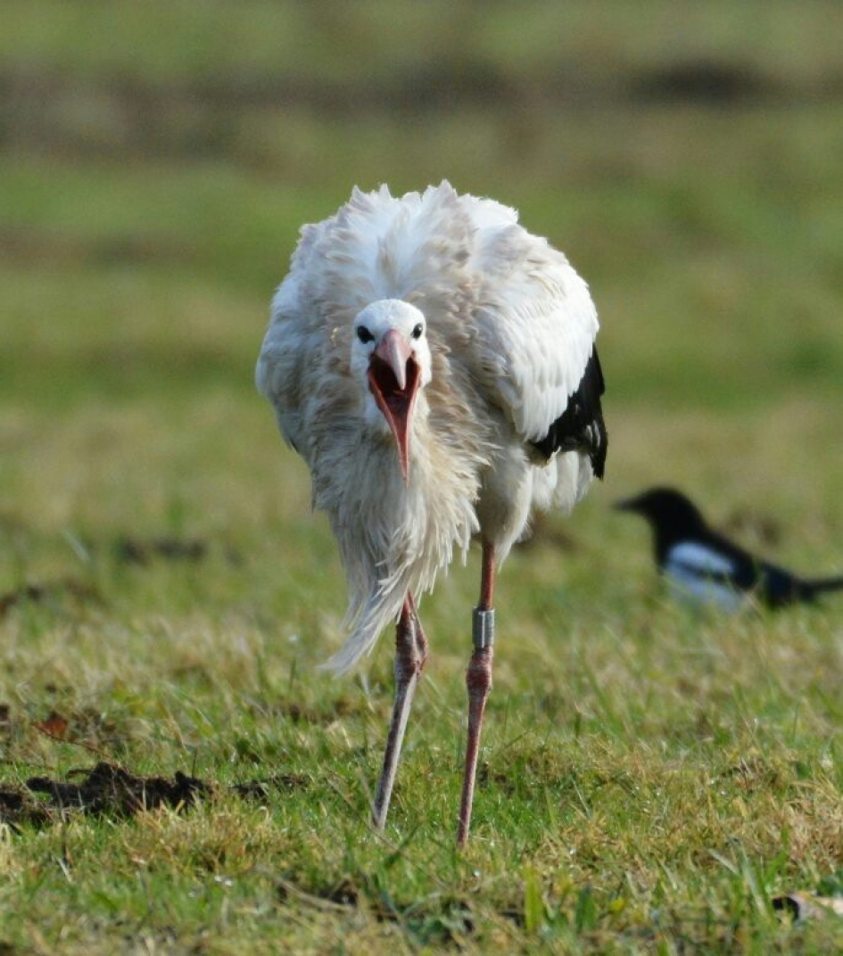 ooievaar met een ochtend humeur - Vogels - ooievaar