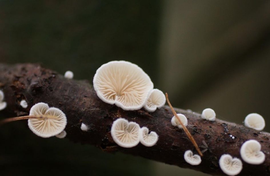 Oorzwam - Schimmels - Oorzwam