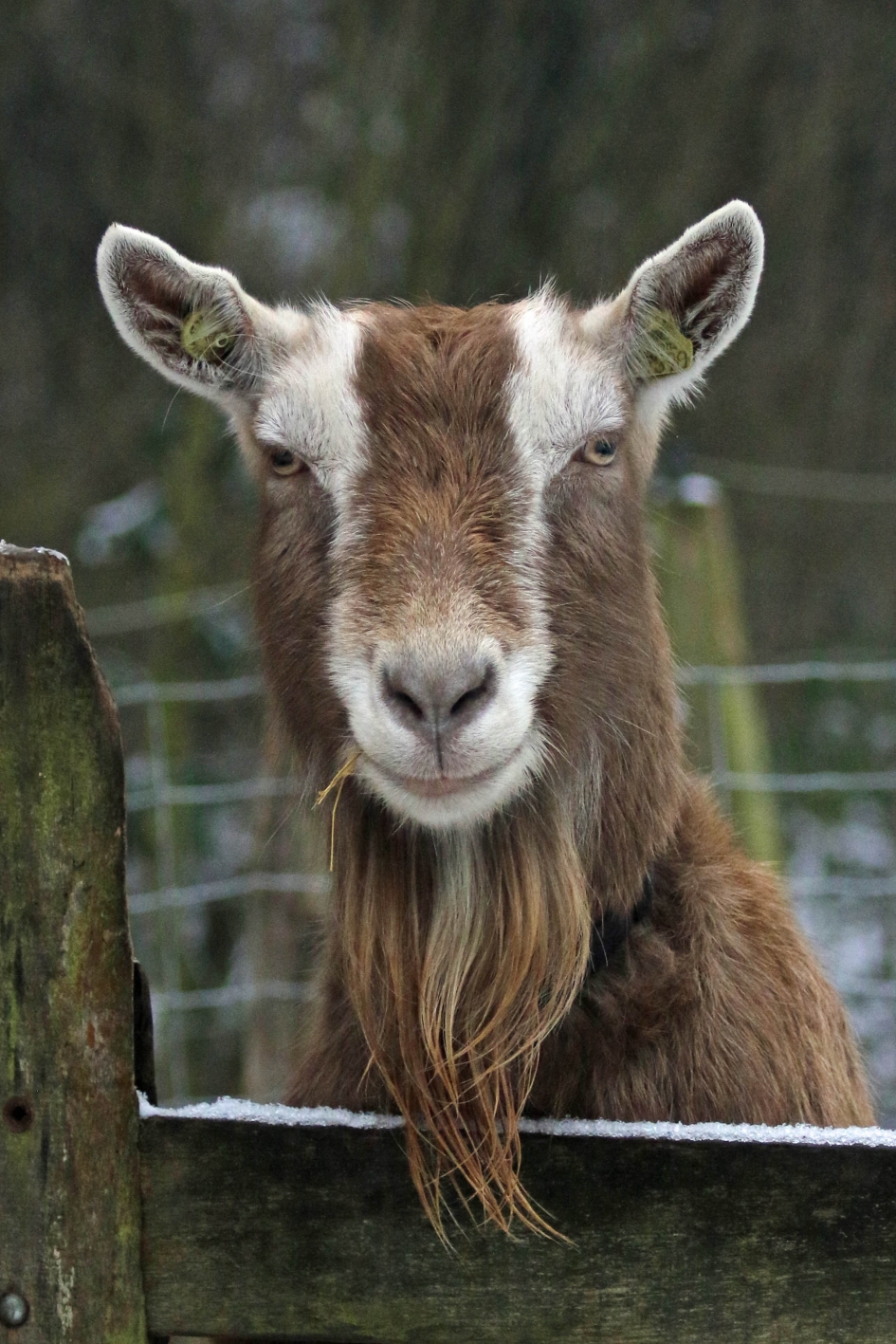Op een strootje bijten... - Zoogdieren - 