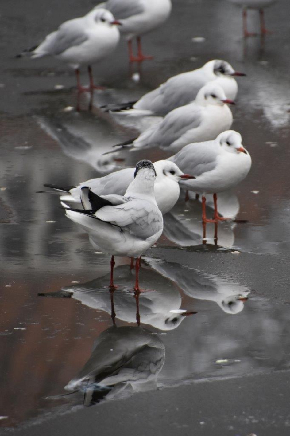 Op het ijs.... - Vogels - 