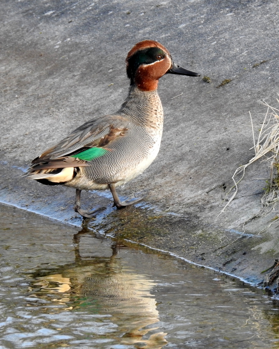 Op naar het zonnetje - Vogels - Wintertaling