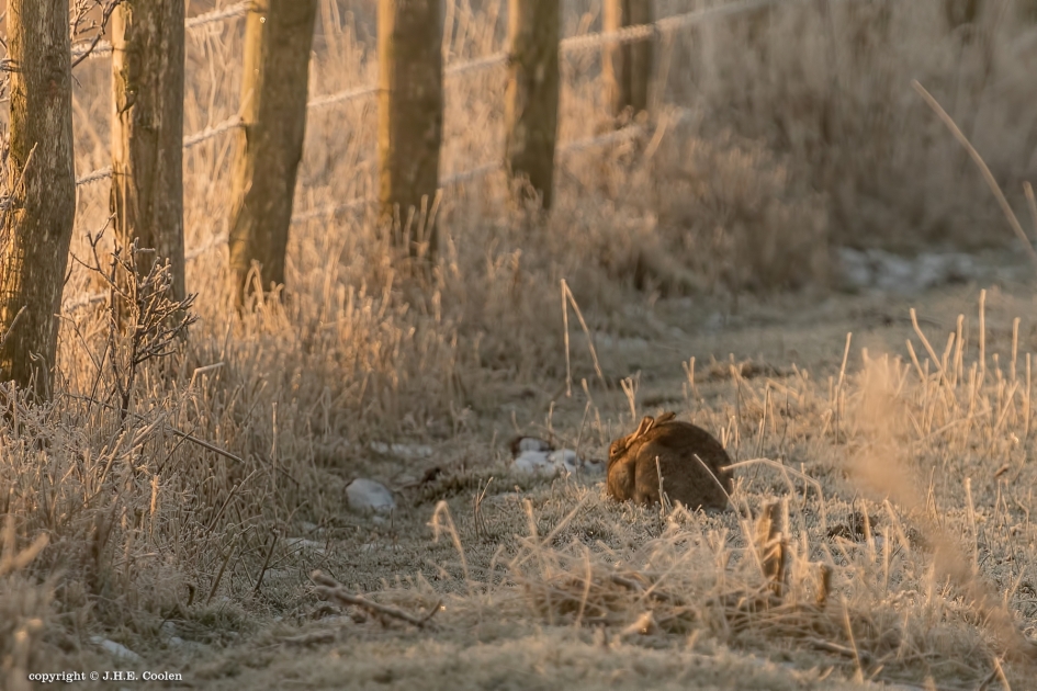 Opwarmen - Zoogdieren - Haas