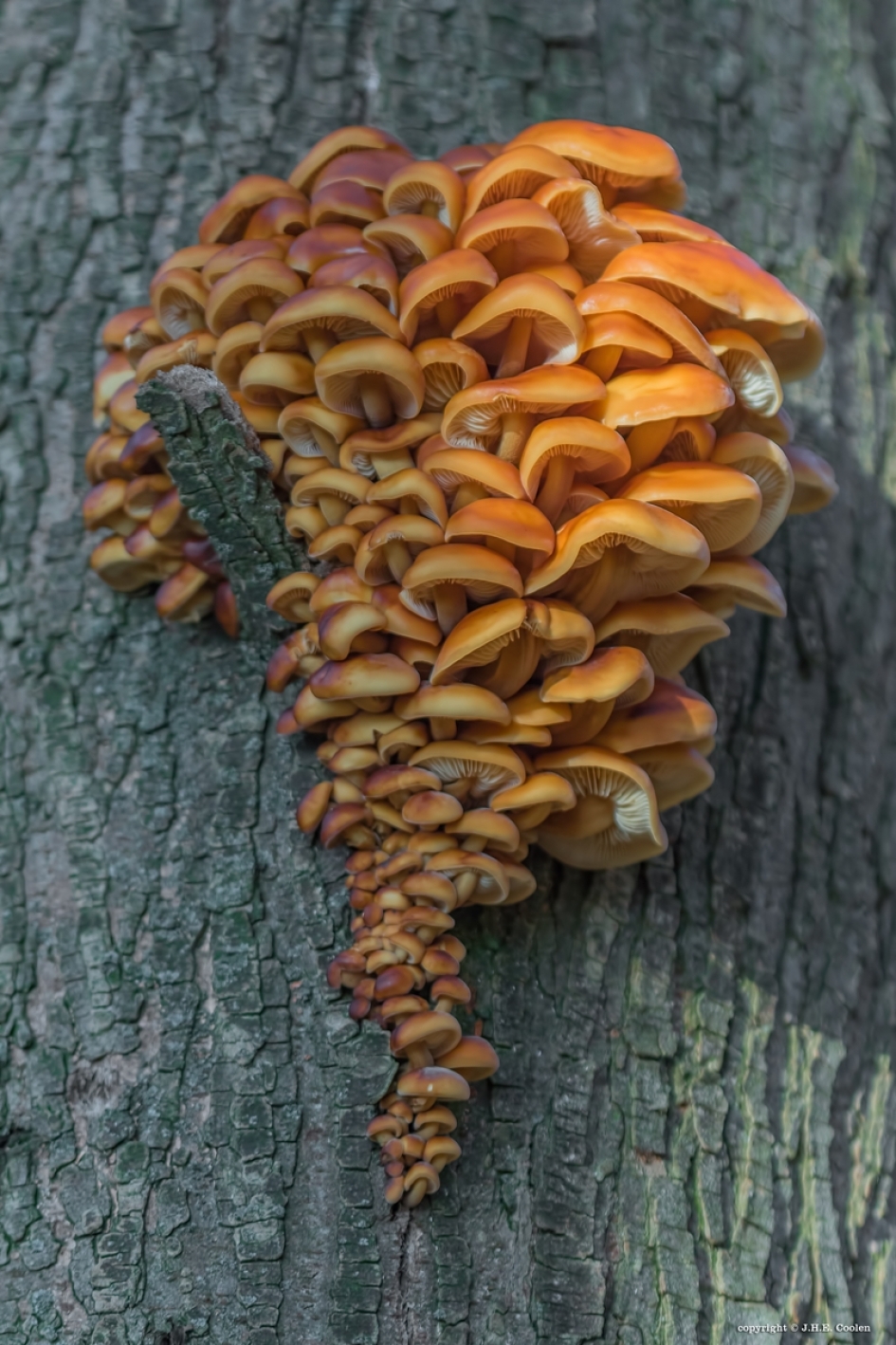 Oranjestad - Schimmels - Fluweelpootje