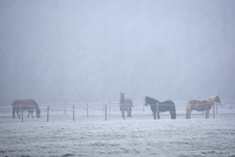Paarden in de mist - Zoogdieren - 