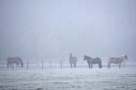 Paarden in de mist