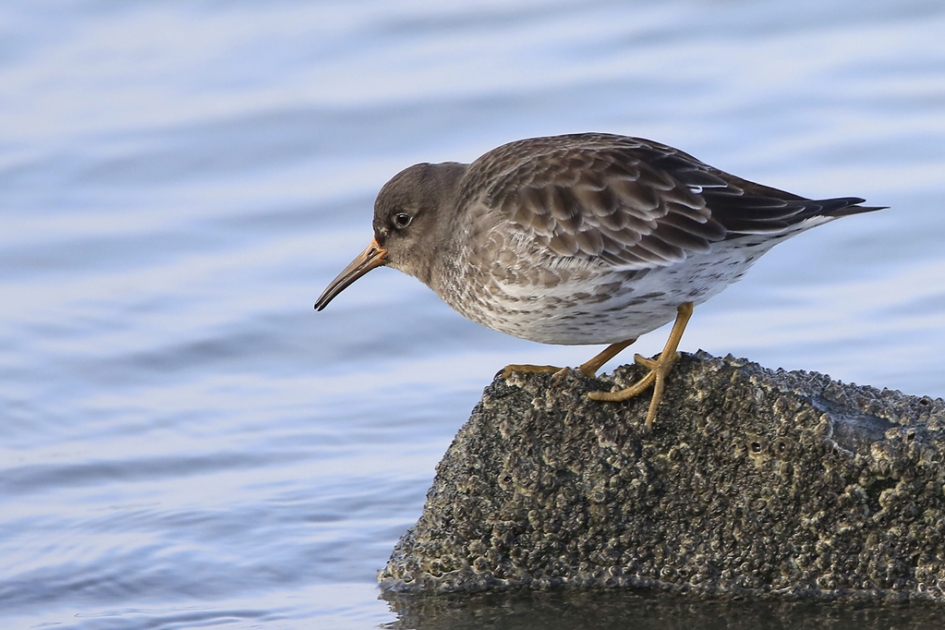 Paarse Strandloper - Vogels - Paarse Strandloper