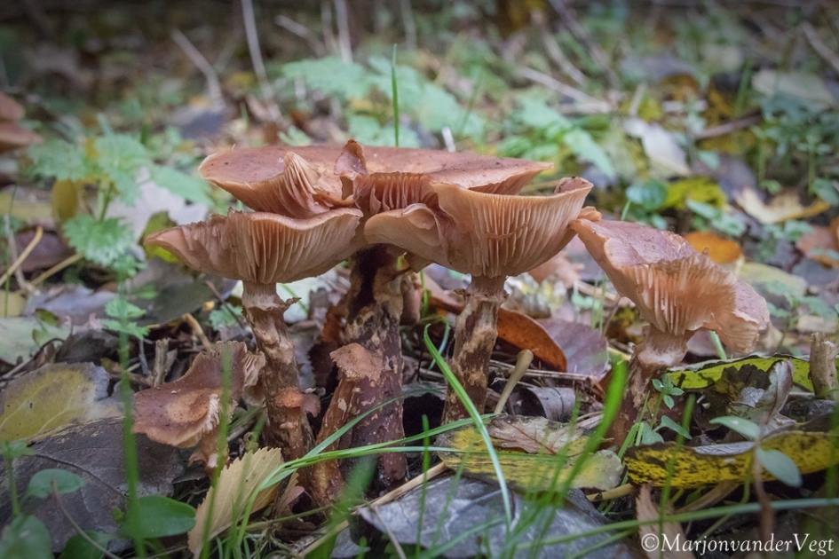 Paddo's - Schimmels - paddenstoel