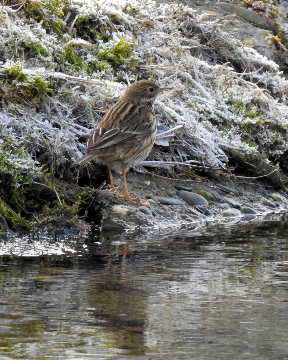 Parachutespringer - Vogels - Graspieper