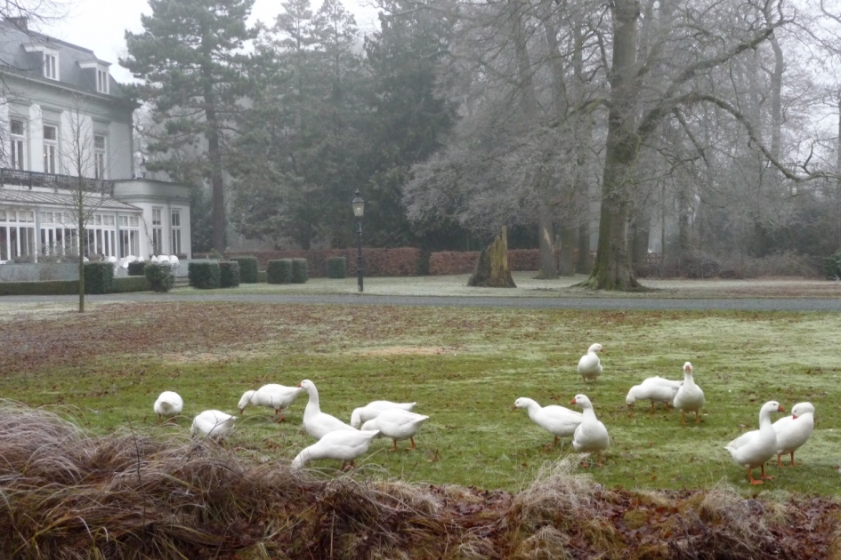 Park met ganzen - Vogels - 