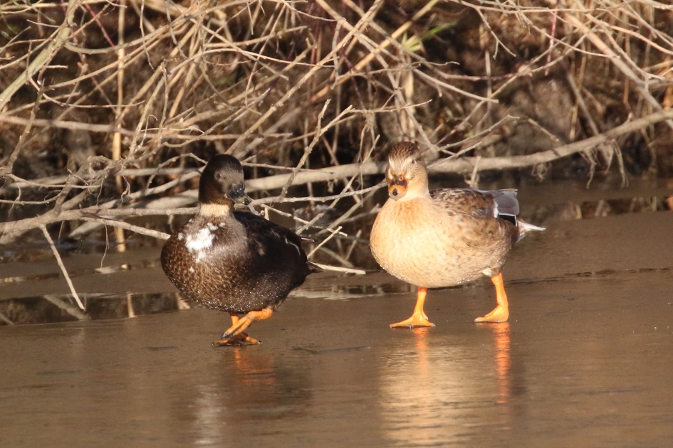 Pas op lief, het is glad... - Vogels - 