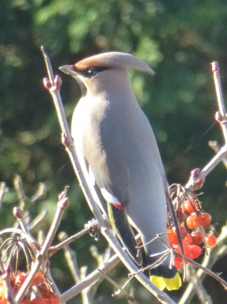 Pestvogel