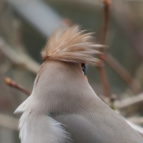 Pestvogel