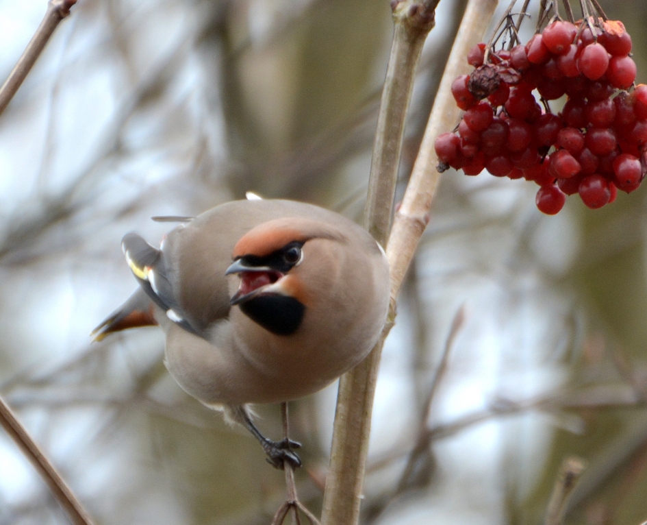 Pestvogel heeft de pest in - Vogels - Pestvogel
