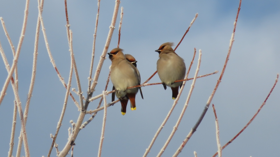 Pestvogels - Vogels - Pestvogel