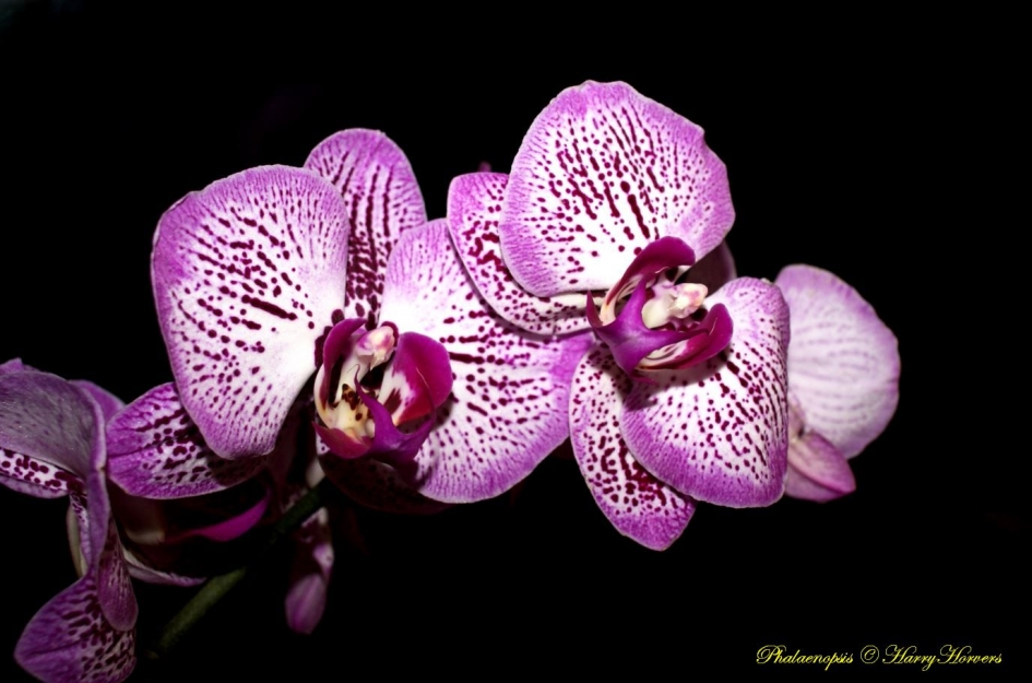 phalaenopsis - Planten - 