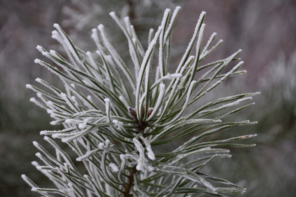 Poedersuiker - Planten - 