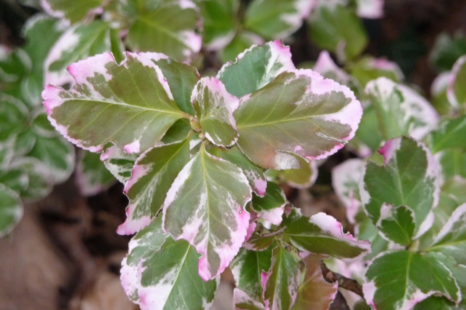 Randen kleuren roze - Planten - 