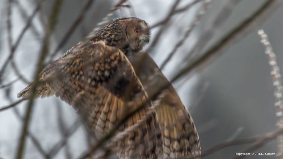 Ransuil - Vogels - Ransuil