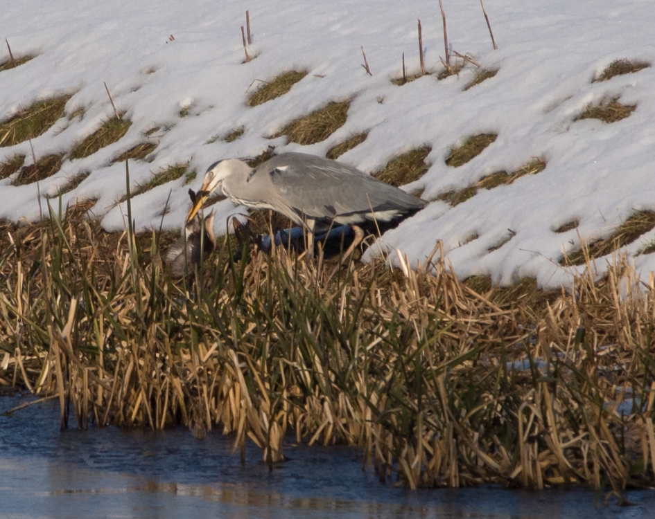 Reiger met grote honger - Vogels - Blauwe Reiger