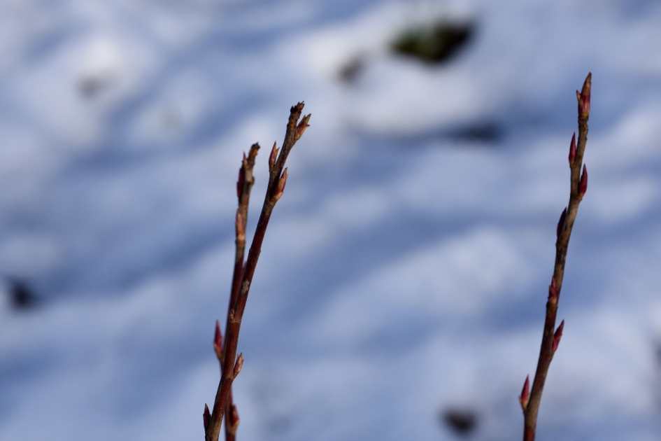 Ribes... - Planten - 