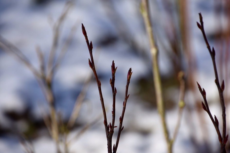 Ribes loopt uit - Planten - 