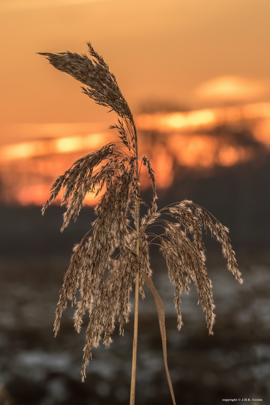 Riet - Planten - Riet