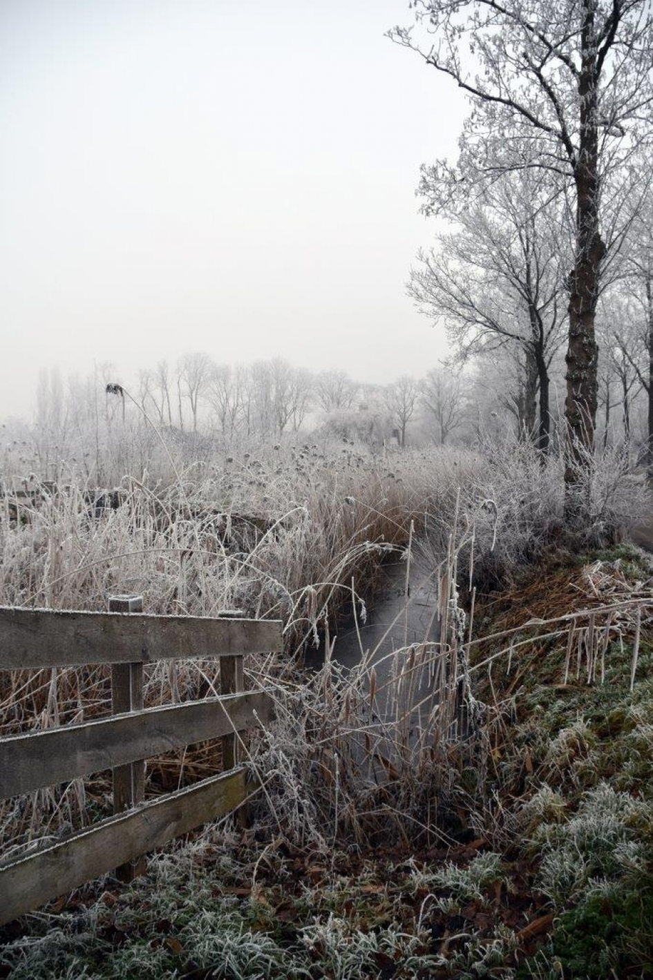 Riet met rijp - Planten - 