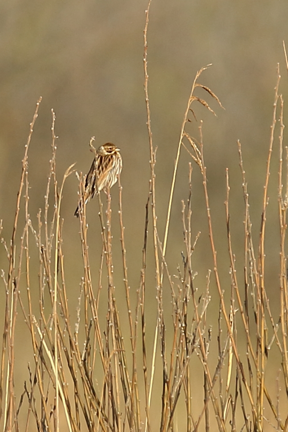 rietgors -m- - Vogels - 