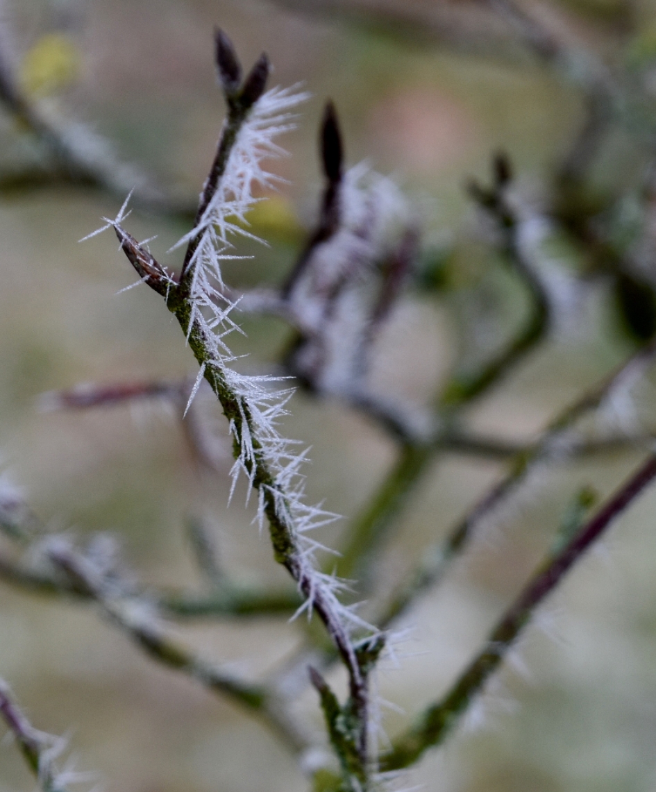 Ruige rijp - Planten - 