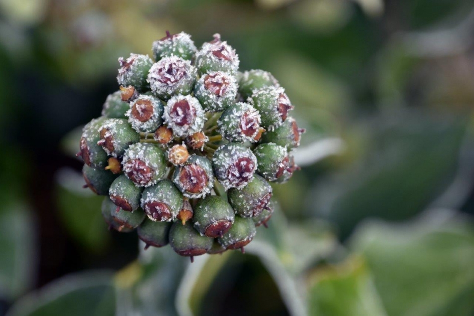 Rijp op de hedera - Planten - 