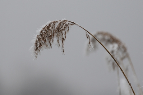 rijp op riet
