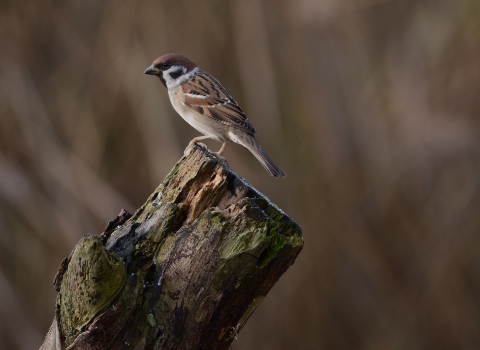 Ringmus - Vogels - Ringmus