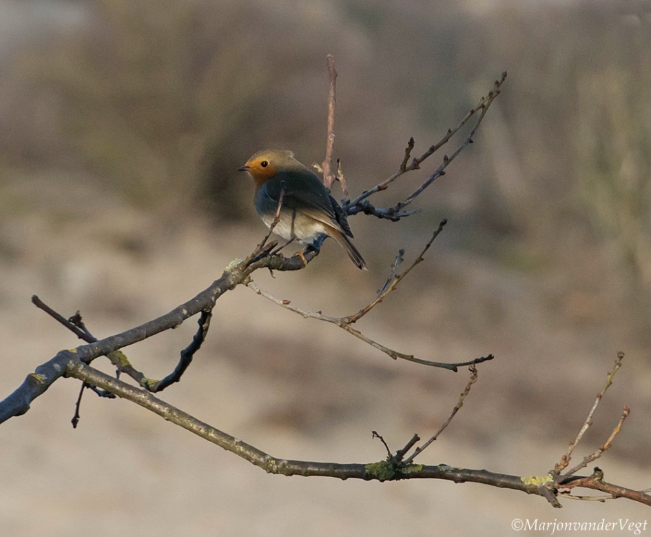 Robin - Vogels - Roodborstje