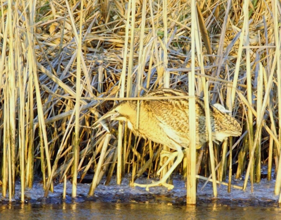 Roerdomp - Vogels - Roerdomp