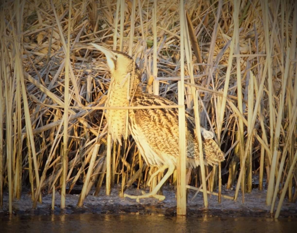 Roerdomp - Vogels - Roerdomp