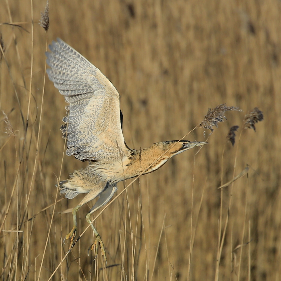 Roerdomp vliegt op ... - Vogels - Roerdomp