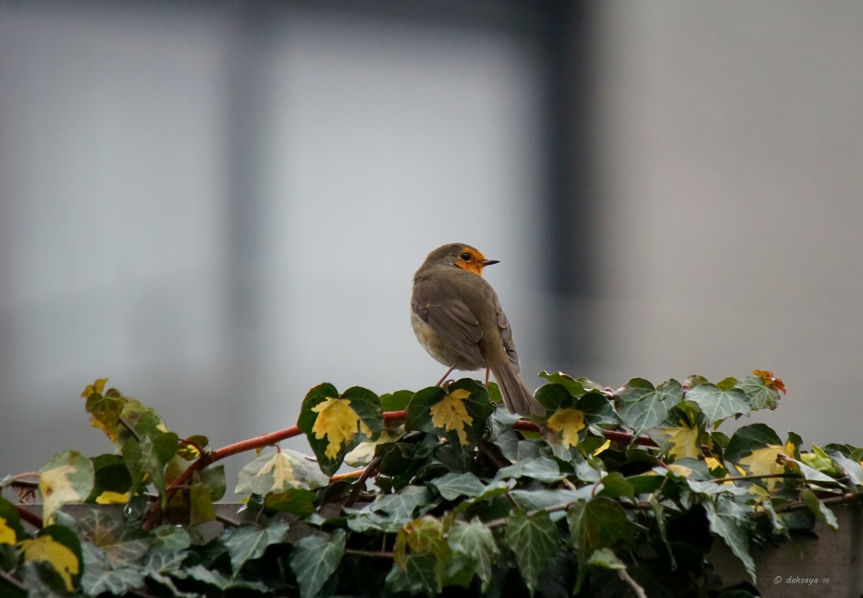 Rondhangen - Vogels - Roodborst