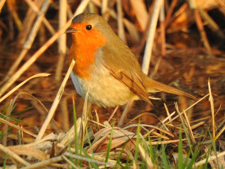 Roodborst - Vogels - Roodborst