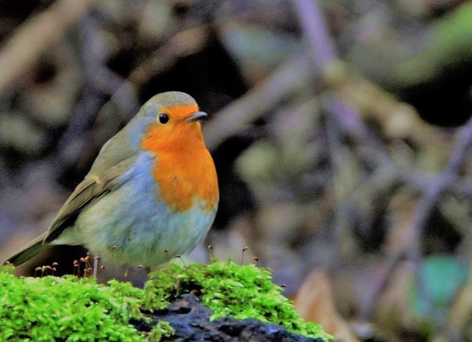 Roodborstje - Vogels - Roodborstje