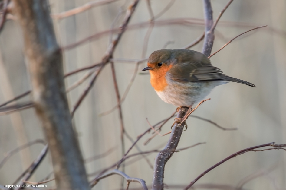 Roodborstje - Vogels - Roodborstje